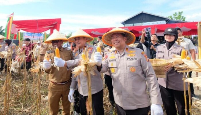Bupati Pelalawan dan Kapolda Riau Sukses Panen Raya, Hasilkan 15 Ton Jagung