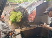 Hujan Deras di Padang, Pohon Pinang Tumbang Timpa Rumah Warga