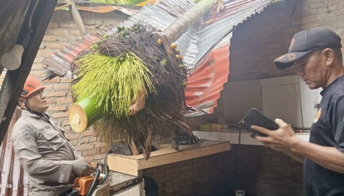 Hujan Deras di Padang, Pohon Pinang Tumbang Timpa Rumah Warga