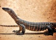 Panik Ada Biawak di Rumah, Seorang ASN Lapor ke Dinas Damkar Padang