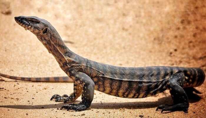 Panik Ada Biawak di Rumah, Seorang ASN Lapor ke Dinas Damkar Padang