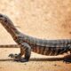 Ilustrasi Biawak. (Foto: Istimewa)