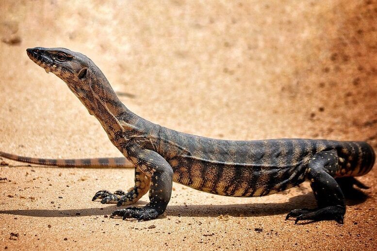 Ilustrasi Biawak. (Foto: Istimewa)