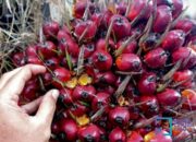 Harga Sawit Plasma Riau Turun, Periode 3–9 September 2025 Tercatat Rp 3.674,30/Kg