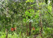 Pria Lansia di Riau Hilang di Kebun Karet, Tim SAR Kerahkan Pencarian