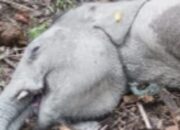 Anak Gajah Tari di Tesso Nilo Ditemukan Mati