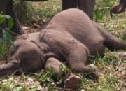 Anak Gajah Tari Akan Dikuburkan di Tesso Nilo, Habitat Asli yang Membesarkannya