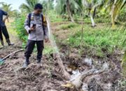 Buaya Kecil Muncul di Persawahan Desa Sungai Cina, Warga Diminta Waspada