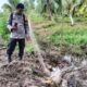 Buaya Satu Meter Masuk Sawah Warga Meranti, Polisi Turun Tangan. (ist)
