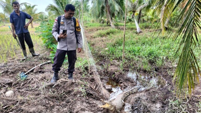Buaya Satu Meter Masuk Sawah Warga Meranti, Polisi Turun Tangan. (ist)