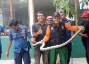 Ular Masuk Galeri di Air Manis, Damkar Padang Berhasil Mengevakuasi
