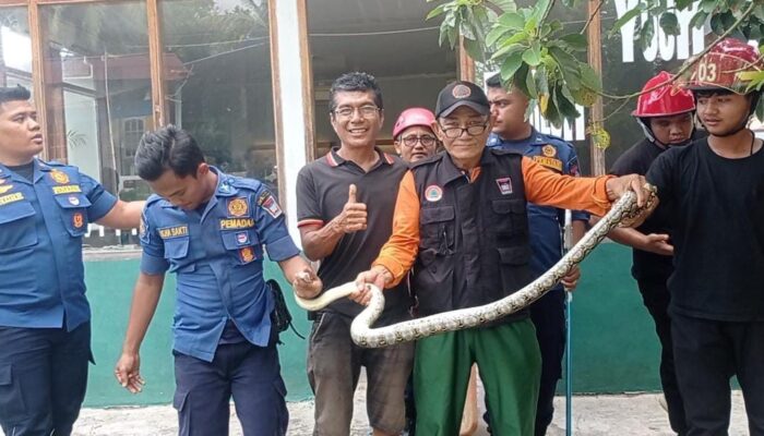 Ular Masuk Galeri di Air Manis, Damkar Padang Berhasil Mengevakuasi