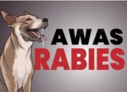 Bocah 7 Tahun Digigit Anjing Liar, Penanganan Puskesmas Lubuk Buaya jadi Sorotan