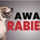 Awas rabies. (ist)