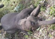 Polisi Selidiki Kematian Mendadak Gajah Sumatera Tari di Tesso Nilo Pelalawan 