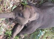 TNTN Konfirmasi Penyebab Kematian Gajah Tari, Ini Faktanya!