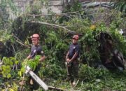 Diguyur Hujan Angin, Pohon Lansano Tumbang Timpa Rumah Warga di Padang