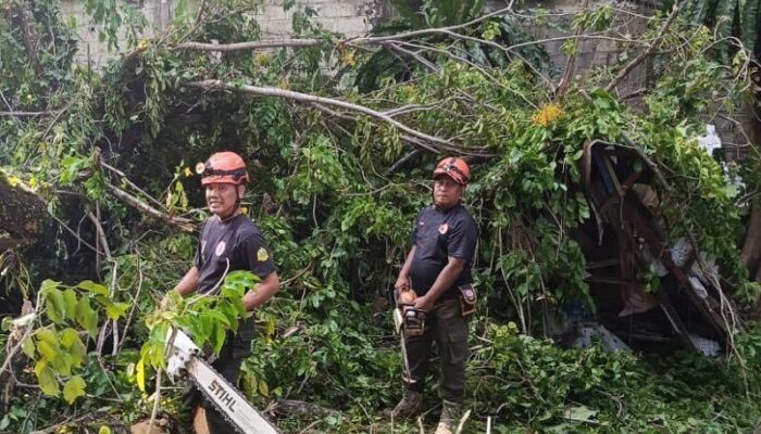 Diguyur Hujan Angin, Pohon Lansano Tumbang Timpa Rumah Warga di Padang