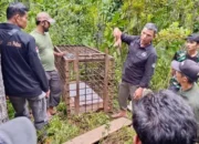 Dua Warga Luka, BKSDA Pasang Kandang Jebak Harimau di Solok Selatan