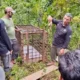 Petugas BKSDA Sumbar memasang kandang jebak di Solok Selatan, usai insiden interaksi harimau sumatera dengan warga. (ist)