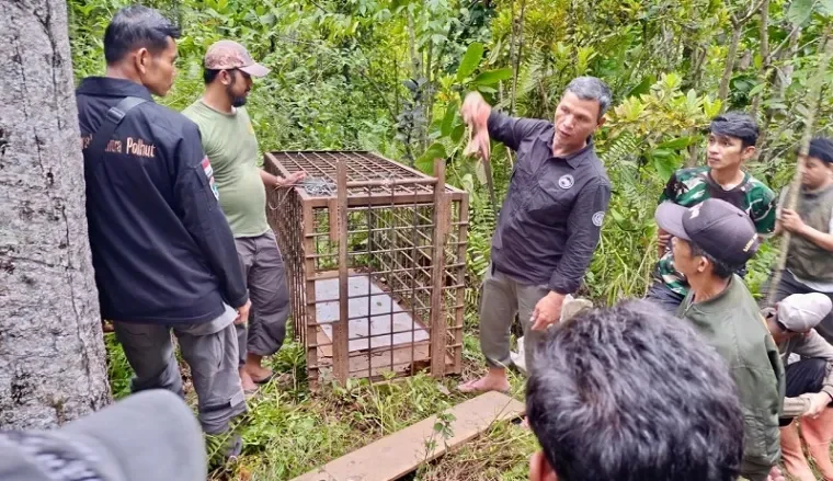 Petugas BKSDA Sumbar memasang kandang jebak di Solok Selatan, usai insiden interaksi harimau sumatera dengan warga. (ist)