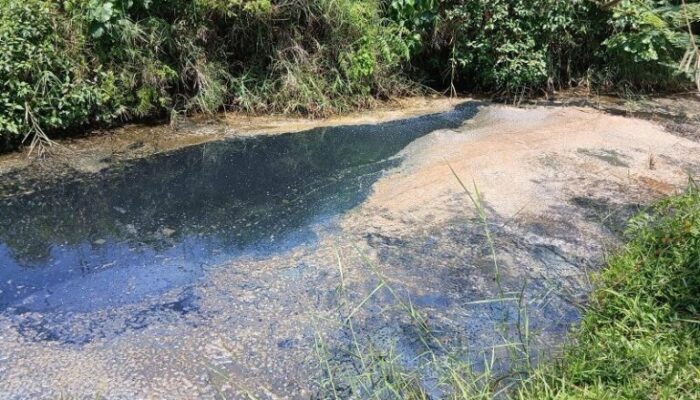 Sungai Hitam dan Berbau, Limbah Tambak Udang di Pasbar Diprotes Warga