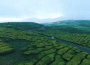 Kelana Bentala Eksplorasi Eropa Kecil Sumbar, Kebun Teh Tertua Dunia hingga Danau Kembar