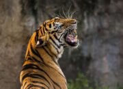Harimau Terpantau di Palupuh Agam, BKSDA Turunkan Tim Khusus