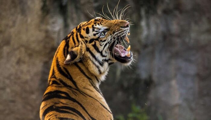 Harimau Terpantau di Palupuh Agam, BKSDA Turunkan Tim Khusus
