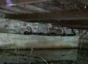 Damkar Evakuasi Ular King Cobra di Pemukiman Warga Pagaruyung
