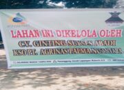 Warga Desa Kota Lama Resah, Sekelompok Orang Panen Sawit Diduga Secara Ilegal di Lahan Pribadi