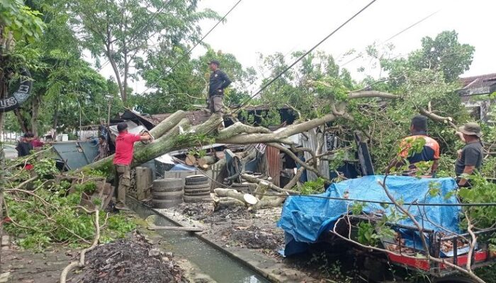 Hujan dan Angin Kencang di Padang, Pohon Raksasa Timpa Bengkel di Ulak Karang