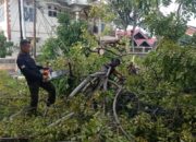 Hujan dan Angin Kencang Picu Pohon Tumbang di Padang Utara, Jaringan Listrik Lumpuh