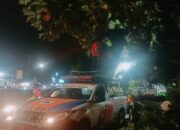 Pohon Sukun Tumbang Timpa Kabel Telkom, Jalan Pagang Nanggalo Sempat Terputus