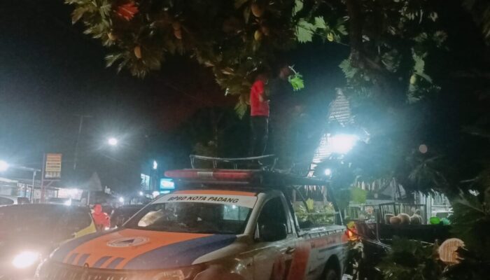 Pohon Sukun Tumbang Timpa Kabel Telkom, Jalan Pagang Nanggalo Sempat Terputus