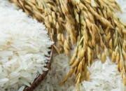 Sawahlunto Surplus Beras 4.085 Ton, Cukup Konsumsi Warga Hingga Pertengahan 2026