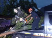 Pohon Kedondong Timpa Rumah dan Dua Mobil di Komplek Unand Lubuk Kilangan