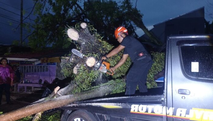 Pohon Kedondong Timpa Rumah dan Dua Mobil di Komplek Unand Lubuk Kilangan