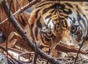 Warga Siak Panik Rekam Harimau Sumatera di Pinggir Jalan