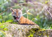 Anak Harimau Sumatera Terjerat di Agam Berhasil Dievakuasi Selamat Tim BKSDA Sumbar