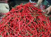 Harga Cabai Merah Turun Drastis di Padang Panjang Awal November, Seledri Melambung Tinggi