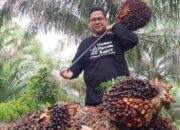 Harga TBS Sawit Petani Riau Turun, Dinas Perkebunan Sebut Dampak Penurunan Harga CPO dan Kernel
