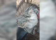 Gara-gara Alek Nagari, Kucing Anggora Mati Diserang Anjing Pemburu di Agam