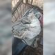 Tewas - Seekor kucing anggora milik warga Nagari Koto Tuo, Kecamatan IV Koto, Agam, tewas setelah diserang kawanan anjing pemburu yang ikut dalam kegiatan Alek Nagari Buru Babi, Rabu (12/11/2025). (ist)