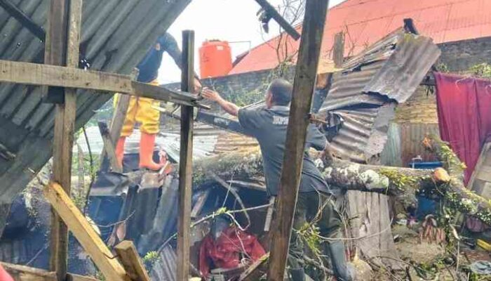Pohon Besar Tumbang Timpa Kandang Sapi di Kuranji Akibat Hujan Deras