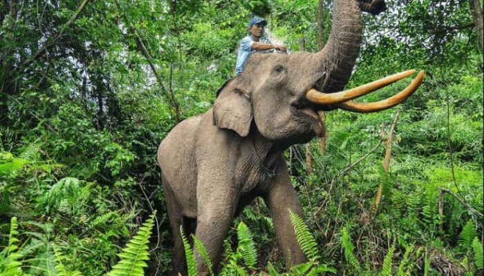 DLHK Riau Gandeng BPKP Percepat Pemulihan Ekosistem Taman Nasional Tesso Nilo