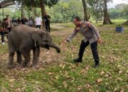 Kapolda Sambangi TWA Buluh Cina Tengah Patroli Perambah Hutan, Kunjungi Keluarga Gajah di Konservasi