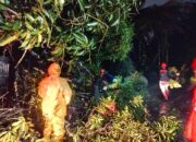 Hujan Deras Angin Kencang Pohon Tumbang di Nanggalo, Kerugian Capai Jutaan Rupiah