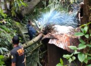 Cuaca Ekstrem di Padang, Pohon Kelapa Timpa Dapur Rumah Warga Seberang Palinggam