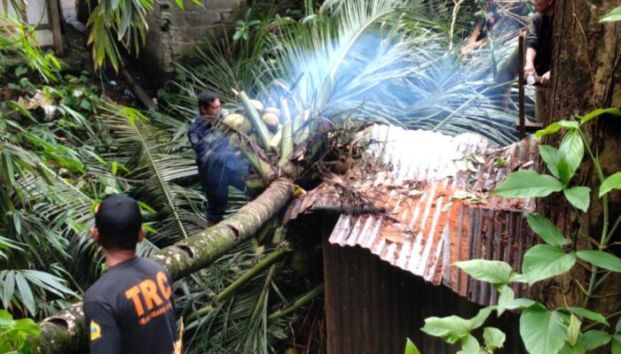 Cuaca Ekstrem di Padang, Pohon Kelapa Timpa Dapur Rumah Warga Seberang Palinggam